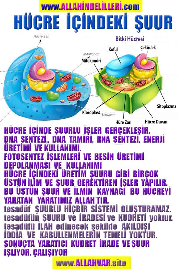 allahin delilleri, allah in delilleri, allah-delilleri, allah var delilleri, allahin varliginin delilleri